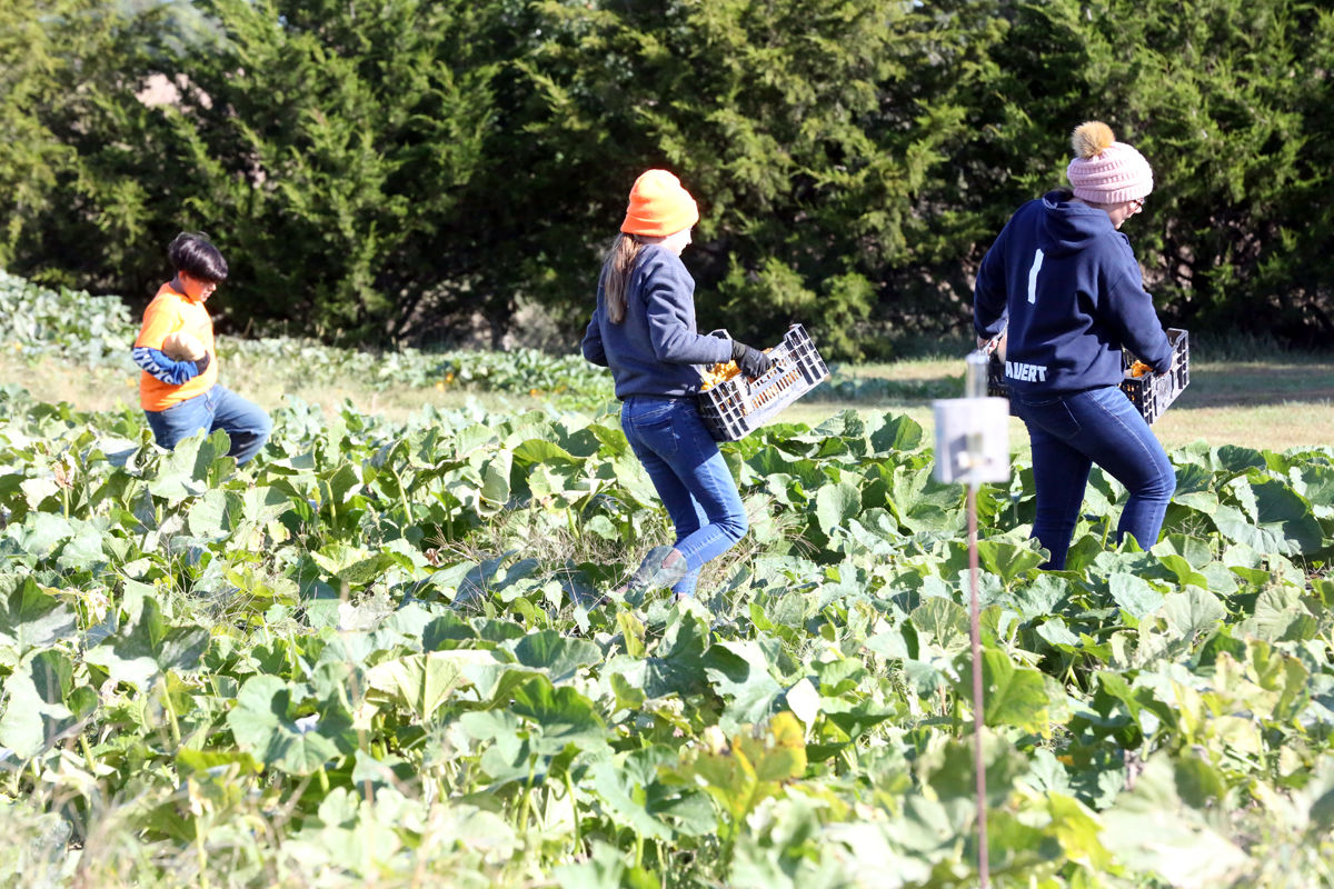 St Joseph Pumpkin Patch (6).jpg